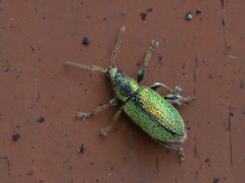 Réf. 322 957 : Phyllobius betulinus